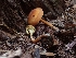  ( - HAY-F-001879)  @11 [ ] by-nc (2023) Sadie Hickey Fungal Diversity Survey