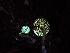  ( - HAY-F-001879)  @11 [ ] by-nc (2023) Sadie Hickey Fungal Diversity Survey