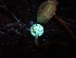  ( - HAY-F-001879)  @11 [ ] by-nc (2023) Sadie Hickey Fungal Diversity Survey