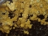  ( - HAY-F-003581)  @11 [ ] by-nc (2023) Sadie Hickey Fungal Diversity Survey