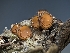  ( - HAY-F-002844)  @11 [ ] by-nc (2023) Stu Pickell Fungal Diversity Survey