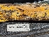  (Phlebia ochraceofulva - HAY-F-002953)  @11 [ ] by-nc (2023) Stu Pickell Fungal Diversity Survey