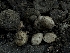  ( - HAY-F-005297)  @11 [ ] by-nc (2023) Stu Pickell Fungal Diversity Survey