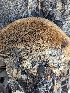  ( - HAY-F-002863)  @11 [ ] by-nc (2023) Stu Pickell Fungal Diversity Survey
