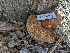  ( - HAY-F-002863)  @11 [ ] by-nc (2023) Stu Pickell Fungal Diversity Survey