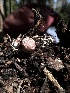  ( - HAY-F-002685)  @11 [ ] c (2023) Rudy Diaz Fungal Diversity Survey