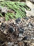  (Diatrypaceae - HAY-F-002681)  @11 [ ] c (2023) Rudy Diaz Fungal Diversity Survey