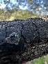  ( - HAY-F-002655)  @11 [ ] c (2023) Rudy Diaz Fungal Diversity Survey