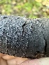  ( - HAY-F-002655)  @11 [ ] c (2023) Rudy Diaz Fungal Diversity Survey