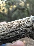  ( - HAY-F-002659)  @11 [ ] c (2023) Rudy Diaz Fungal Diversity Survey
