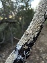  ( - HAY-F-002659)  @11 [ ] c (2023) Rudy Diaz Fungal Diversity Survey