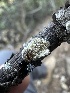  (Hyphodermella - HAY-F-002659)  @11 [ ] c (2023) Rudy Diaz Fungal Diversity Survey