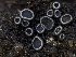  (Trichobelonium - HAY-F-002865)  @11 [ ] by-nc (2023) Stu Pickell Fungal Diversity Survey