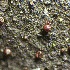  ( - HAY-F-002655)  @11 [ ] c (2023) Rudy Diaz Fungal Diversity Survey