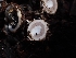  ( - HAY-F-003570)  @11 [ ] by-nc (2023) Sadie Hickey Fungal Diversity Survey