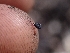  ( - HAY-F-003570)  @11 [ ] by-nc (2023) Sadie Hickey Fungal Diversity Survey
