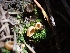  ( - HAY-F-003571)  @11 [ ] by-nc (2023) Sadie Hickey Fungal Diversity Survey