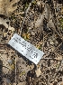  ( - HAY-F-003571)  @11 [ ] by-nc (2023) Sadie Hickey Fungal Diversity Survey
