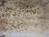  ( - HAY-F-003583)  @11 [ ] by-nc (2023) Sadie Hickey Fungal Diversity Survey