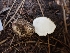  ( - HAY-F-003584)  @11 [ ] by-nc (2023) Sadie Hickey Fungal Diversity Survey