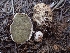  (Rhizopogon sp. arctostaphyli-CA01 - HAY-F-003584)  @11 [ ] by-nc (2023) Sadie Hickey Fungal Diversity Survey