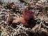  ( - HAY-F-003580)  @11 [ ] by-nc (2023) Sadie Hickey Fungal Diversity Survey