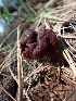  ( - HAY-F-003580)  @11 [ ] by-nc (2023) Sadie Hickey Fungal Diversity Survey