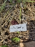  ( - HAY-F-003580)  @11 [ ] by-nc (2023) Sadie Hickey Fungal Diversity Survey