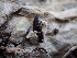  ( - HAY-F-003589)  @11 [ ] by-nc (2023) Sadie Hickey Fungal Diversity Survey