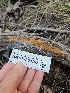  ( - HAY-F-000752)  @11 [ ] by (2023) Mandy Hackney Fungal Diversity Survey