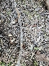  ( - HAY-F-000752)  @11 [ ] by (2023) Mandy Hackney Fungal Diversity Survey
