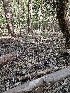  ( - HAY-F-000752)  @11 [ ] by (2023) Mandy Hackney Fungal Diversity Survey