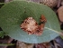  ( - HAY-F-003599)  @11 [ ] by-nc (2023) Sadie Hickey Fungal Diversity Survey