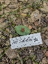  ( - HAY-F-003599)  @11 [ ] by-nc (2023) Sadie Hickey Fungal Diversity Survey