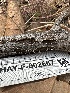  ( - HAY-F-002667)  @11 [ ] c (2023) Rudy Diaz Fungal Diversity Survey
