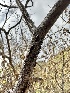  ( - HAY-F-002667)  @11 [ ] c (2023) Rudy Diaz Fungal Diversity Survey