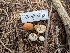  ( - HAY-F-002866)  @11 [ ] by-nc (2023) Stu Pickell Fungal Diversity Survey
