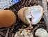 ( - HAY-F-002866)  @11 [ ] by-nc (2023) Stu Pickell Fungal Diversity Survey