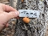  ( - HAY-F-002866)  @11 [ ] by-nc (2023) Stu Pickell Fungal Diversity Survey