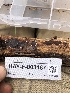  ( - HAY-F-003167)  @11 [ ] by-nc (2023) Dean Lyons Fungal Diversity Survey