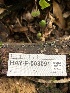  ( - HAY-F-003091)  @11 [ ] by-nc (2023) Dean Lyons Fungal Diversity Survey