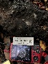  ( - HAY-F-003098)  @11 [ ] by-nc (2023) Dean Lyons Fungal Diversity Survey