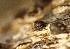  (Lophiostoma sp. CA01 - HAY-F-002674)  @11 [ ] c (2023) Rudy Diaz Fungal Diversity Survey