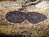  ( - HAY-F-003167)  @11 [ ] by-nc (2023) Dean Lyons Fungal Diversity Survey