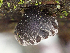  ( - HAY-F-003091)  @11 [ ] by-nc (2023) Dean Lyons Fungal Diversity Survey