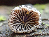  (Resupinatus sp. PNW01 - HAY-F-003091)  @11 [ ] by-nc (2023) Dean Lyons Fungal Diversity Survey