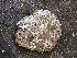  ( - HAY-F-003098)  @11 [ ] by-nc (2023) Dean Lyons Fungal Diversity Survey