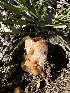  (Peziza sp. CA02 - HAY-F-002669)  @11 [ ] c (2023) Rudy Diaz Fungal Diversity Survey