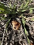  ( - HAY-F-002669)  @11 [ ] c (2023) Rudy Diaz Fungal Diversity Survey
