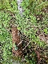  ( - HAY-F-003340)  @11 [ ] by (2023) Mandy Hackney Fungal Diversity Survey